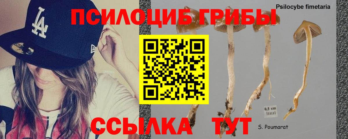 Псилоцибиновые грибы Psilocybine cubensis Норильск